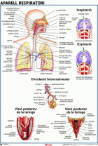Imatge de portada local