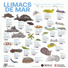 Imatge de portada local