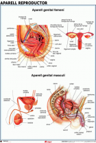 Imatge de portada local