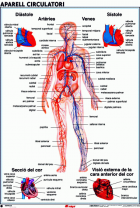 Imatge de portada local